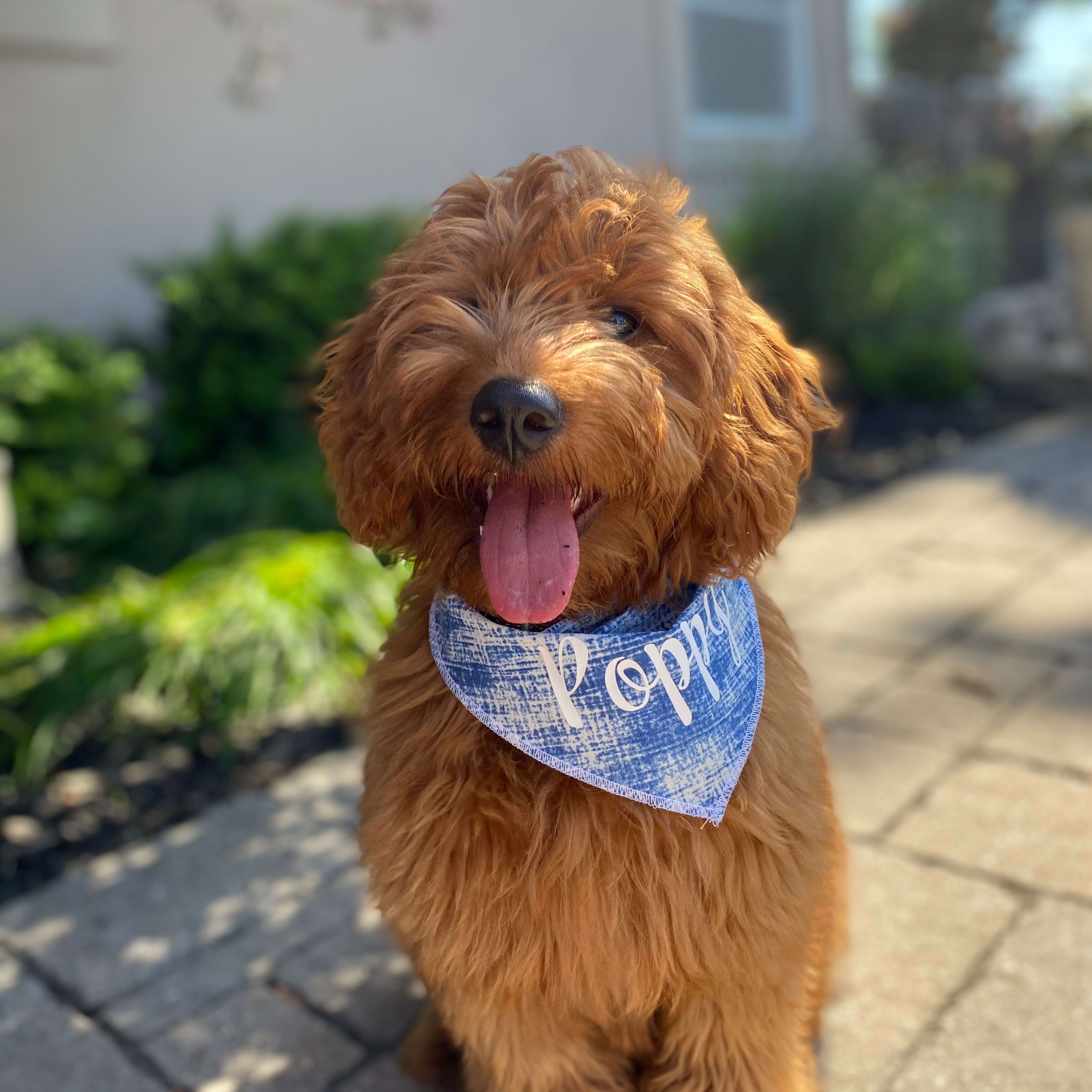 Summer Dog Bandana Hallmark Awesome Gifts Ontario